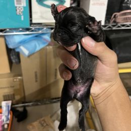 French Bulldog Puppies from Psycho Frenchies