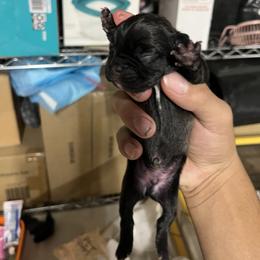 French Bulldog Puppies from Psycho Frenchies