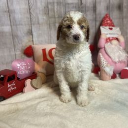 Willie - Parti Poodle puppy in Clinton, Tennessee from Melton’s Poodles and Newfs