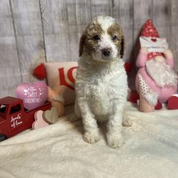 Willie - Parti Poodle puppy in Clinton, Tennessee from Melton’s Poodles and Newfs