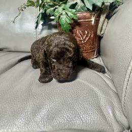 Lux - Chocolate male Goldendoodle puppy in Lake City, Florida from Dream Hollow Farm