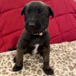 Katara - Brindle female xDutch Shepherd puppy in Chelsea, Alabama from Alliance K9