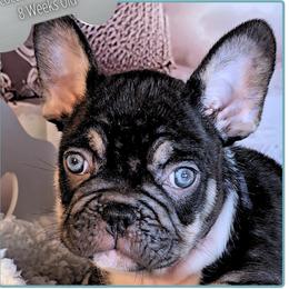 Boy 3 - Braniac - Tricolors male French Bulldog puppy in Elberton, Georgia from Ioney's Southern Paws Shelties, Frenchies, and Yorkies