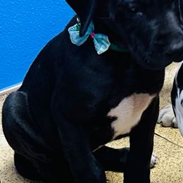 Great Dane Puppies from Florida Danes
