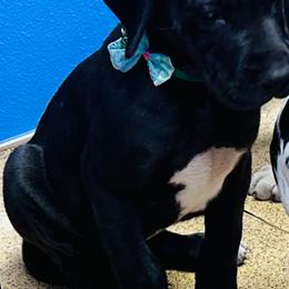 Great Dane Puppies from Florida Danes