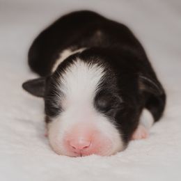 Miniature Australian Shepherd Puppies from Bellewynd Acres