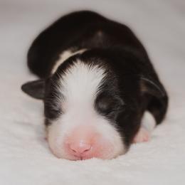 Miniature Australian Shepherd Puppies from Bellewynd Acres