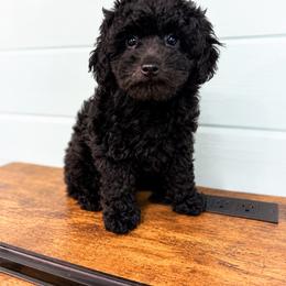 Fisher - Black and white male Aussiedoodle puppy in Science Hill, Kentucky from Southern Paws Kennels