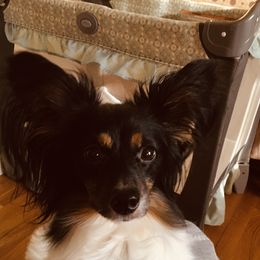 Rosie - Papillon