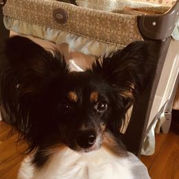 Rosie - Papillon