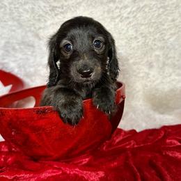 Orange - Brindle male Dachshund puppy in South Willard, Utah from Doxies in the Sun