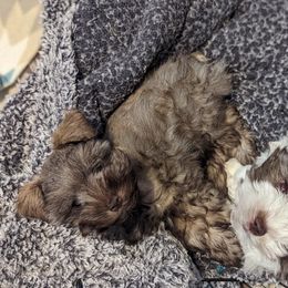Miniature Schnauzer and Pomeranian Puppies from Ashley Martinez