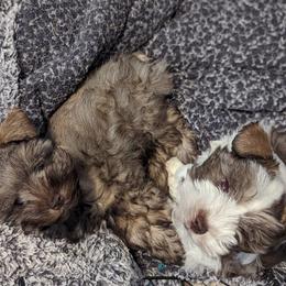 Miniature Schnauzer and Pomeranian Puppies from Ashley Martinez