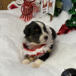 Dixie - Black tri female Miniature Australian Shepherd puppy in Signal Mountain, Tennessee from D & D Miniature and Toy Australian Sheppards