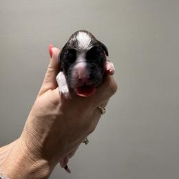 Female 5 (6) - White female Boxer puppy in Jamesville, New York from Reynolds Homestead Boxers