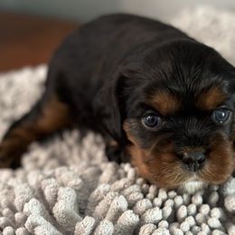 Bert - Black and tan Cavalier King Charles Spaniel puppy in Lambertville, Michigan from Dream Dog LLC