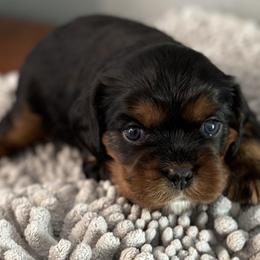 Bert - Black and tan Cavalier King Charles Spaniel puppy in Lambertville, Michigan from Dream Dog LLC