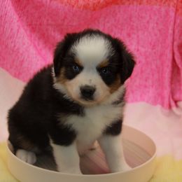 Australian Shepherd, Goldendoodle, and Poodle Puppies from 5AFarms
