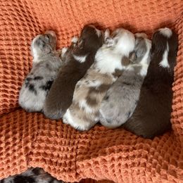 Miniature Australian Shepherd Puppies from Wild Outlaw Aussies