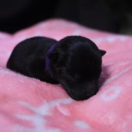 Purple - Ciel - Black female Schipperke puppy in Vancouver, Washington from Curtin Creek Schipperkes