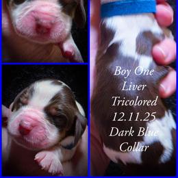Boy 1 - Liver white and tan male English Springer Spaniel puppy in Silverdale, Washington from TimberVale Springers