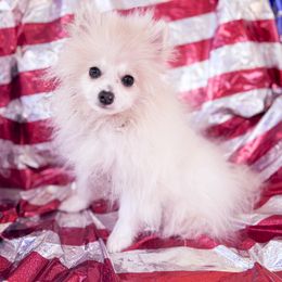 AKC Cream Parti Merle Girl - Cream parti female Pomeranian puppy in Douglas, Massachusetts from Country Oak Poms LLC