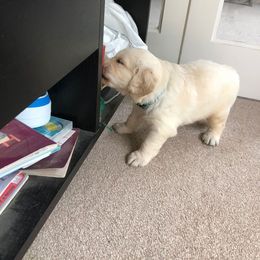 Golden Retriever Puppies from Bent Golden Retrievers
