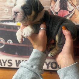 Jack - Blue tri-color male Bulldog puppy in Angelica, New York from Snapp Valley Bulldogs