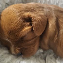 Cavalier King Charles Spaniel and Old Time Scotch Collie Puppies from Pleasant Meadows
