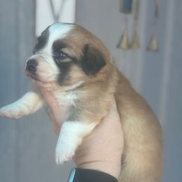 Tatum - Fawn and white female American Corgi puppy in East Oakdale, California from Rhettro Kennels