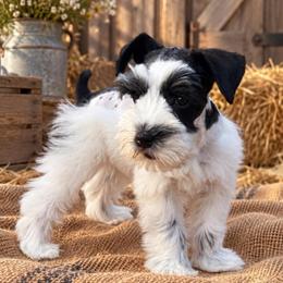 Bowie - Parti male Miniature Schnauzer puppy in La Mirada, California from SchnauzersRus
