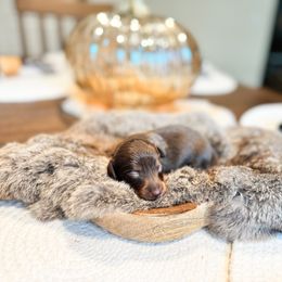 Dachshund Puppies from G&K Kennels