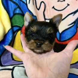 Dale - Black and gold male Yorkshire Terrier puppy in Kendallville, Indiana from Yorkies Kisses