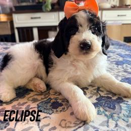 Eclipse - with training - Tri-color female Bernedoodle puppy in Boonville, North Carolina from Doods & Dolls