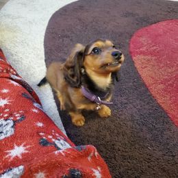 Dachshund Puppies from Royal purple doxies