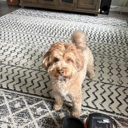 Soft Coated Wheaten Terrier and Whoodle All Grown Up from Miniature Whoodles & Wheaten terriers Utah