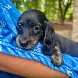 Leia AKC OFA CHIC - Brindle female Dachshund puppy in El Dorado, Arkansas from LovelylilDoxies