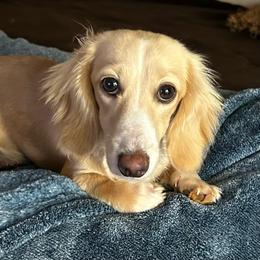 Sofia - Dachshund