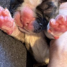 Hammy - Black Collar - Fawn male Boxer puppy in Madras, Oregon from BnT Boxers