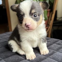Juliet - Black and tan female Pembroke Welsh Corgi puppy in Lake City, Minnesota from Lake Pepin Corgi's