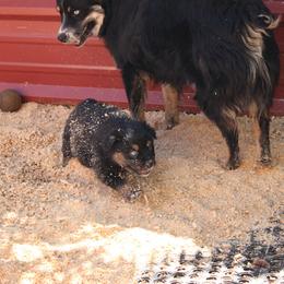 Winton - Black tri-color male Australian Shepherd puppy in Sonoita, Arizona from Gardner Canyon Kennels