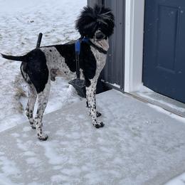 Poodles from Pickerel Pups