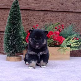 Sparkles - Black and tan female Shiba Inu puppy in Clayton, Illinois from Adorable-Puppies