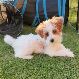 Bean - Parti male Goldendoodle puppy in Decatur, Texas from Scherrer Sweet Goldendoodles