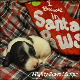 Dachshund Puppies from Mighty Paws Manor