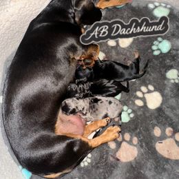 Lightning - Black and tan male Dachshund puppy in Mesquite, Texas from AB Dachshund