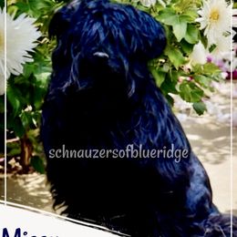 Miniature Schnauzer puppies from Schnauzers of Blue Ridge
