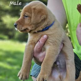 Blue Collar- Male - Yellow male Labrador Retriever puppy in Boyd, Minnesota from Lindley Labradors