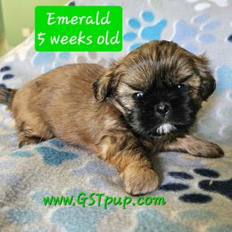 Emerald - Sable and white female Shih Tzu puppy in Picayune, Mississippi from Guillot Shih Tzu