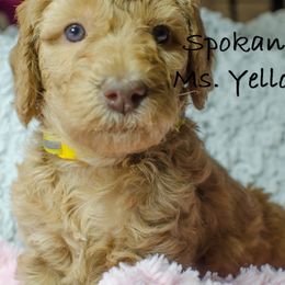 Labradoodle Puppies from Spokane Doodle